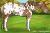 Horse Color:White Spotted Chestnut Appaloosa 