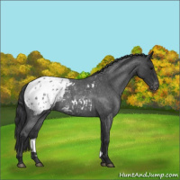 Horse Color:Blue Roan Appaloosa