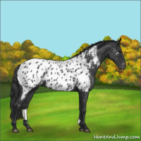 Horse Color:Blue Roan Appaloosa 