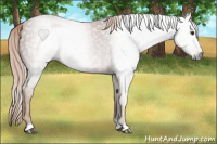 Horse Color:Gray Chestnut 