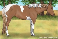 Horse Color:Chestnut Tobiano