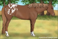 Horse Color:Chestnut Appaloosa