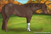Horse Color:Liver Chestnut 