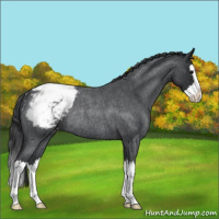 Horse Color:Blue Roan Splash Snowcap Rabicano 