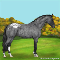 Horse Color:Blue Roan Varnish 