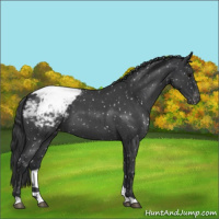 Horse Color:Blue Roan Appaloosa 