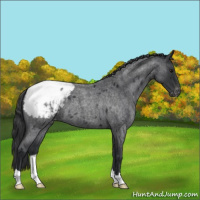 Horse Color:Blue Roan Snowcap 