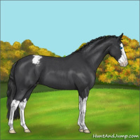 Horse Color:Blue Roan Splash Snowcap 