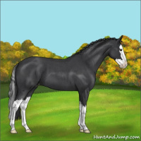 Horse Color:Blue Roan Splash Varnish 