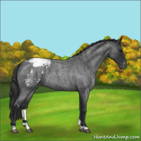 Horse Color:Blue Roan Appaloosa 