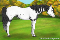 Horse Color:Blue Roan Splash Near Fewspot 