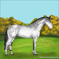Horse Color:White Spotted Blue Roan Varnish 