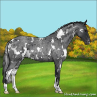 Horse Color:White Spotted Blue Roan Varnish 