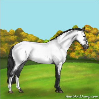 Horse Color:Blue Roan Near Fewspot Rabicano 