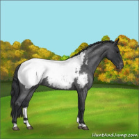 Horse Color:Blue Roan Appaloosa