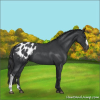 Horse Color:Blue Roan Appaloosa 
