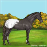 Horse Color:Smoky Blue Roan Snowcap 