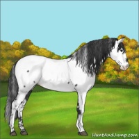 Horse Color:White Spotted Blue Roan Appaloosa 