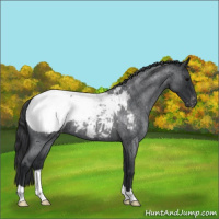 Horse Color:Blue Roan Snowcap 