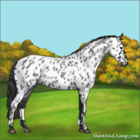 Horse Color:Blue Roan Appaloosa 