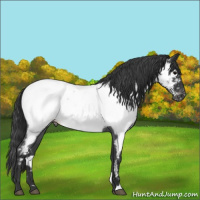 Horse Color:Blue Roan Near Fewspot 
