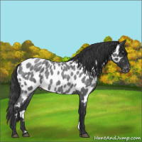 Horse Color:Blue Roan Appaloosa 