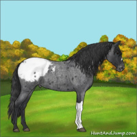 Horse Color:Blue Roan Appaloosa