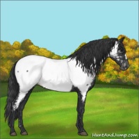 Horse Color:Black Near Fewspot 
