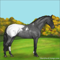 Horse Color:Blue Roan Snowcap 