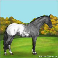 Horse Color:Blue Roan Snowcap 