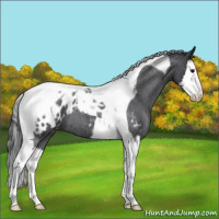 Horse Color:Blue Roan Splash Tobiano Appaloosa 