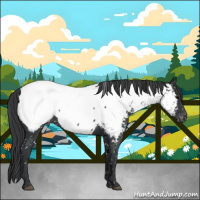 Horse Color:Blue Roan Appaloosa