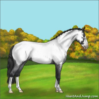 Horse Color:Blue Roan Frame Snowcap