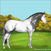 Horse Color:Blue Roan Splash Appaloosa 