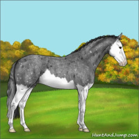 Horse Color:Blue Roan Splash Snowflake Varnish