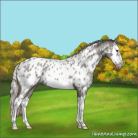 Horse Color:Silver Blue Roan Splash Frame Appaloosa 