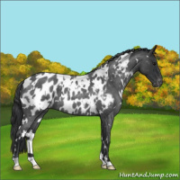 Horse Color:White Spotted Blue Roan Appaloosa 