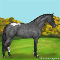 Horse Color:Blue Roan Varnish 