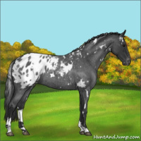Horse Color:White Spotted Blue Roan Appaloosa 