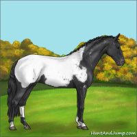 Horse Color:Blue Roan Appaloosa 