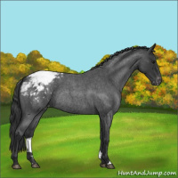 Horse Color:Blue Roan Appaloosa Rabicano 