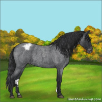 Horse Color:Blue Roan Varnish 