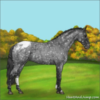 Horse Color:Blue Roan Appaloosa 
