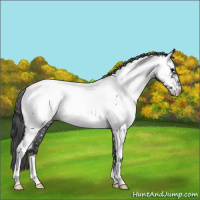 Horse Color:Blue Roan Appaloosa 