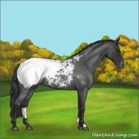 Horse Color:Blue Roan Appaloosa 