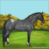 Horse Color:Blue Roan Varnish 