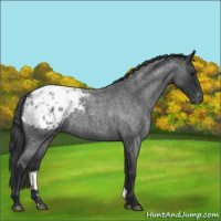 Horse Color:Blue Roan Appaloosa 