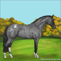 Horse Color:Blue Roan Appaloosa 
