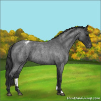 Horse Color:Blue Roan Appaloosa 