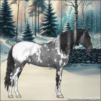 Horse Color:White Spotted Blue Roan Appaloosa 